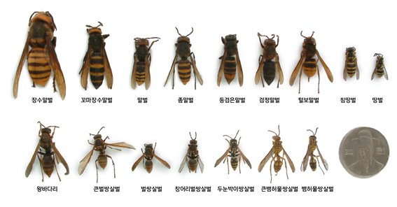 종류별 벌 크기 비교 [사진출처: 국립공원공단]<br>